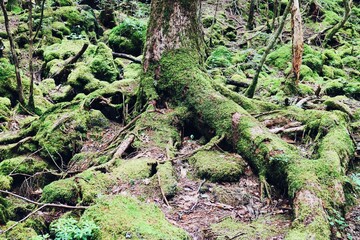 Tree roots covered in moss