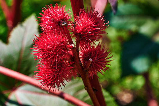 Red and prickly fruits of a Castor oil plant (Ricinus communis) in the sunshine.