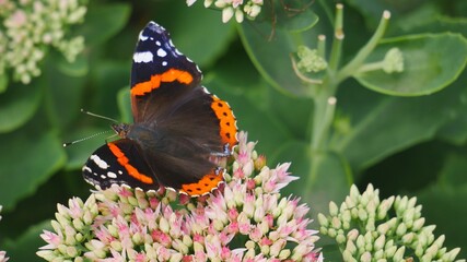 The admiral butterfly eats nectar on a pink flower..
