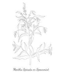 Hand drawn Spearmint or Mentha spicata isolated