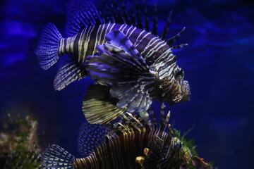 Lionfish (dendrochirus zebra), fish in an aquarium, blurred background

