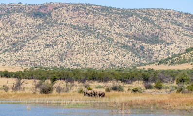 Fototapeta na wymiar Elephant drinking at the Mankwe Dam in the Pilanesberg National Park, South Africa