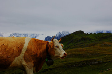 Fototapeta na wymiar cow on the pasture
