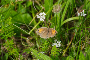 Obraz premium Meadow brown (maniola jurtina) butterfly with open wings sitting on grass in Zurich, Switzerland