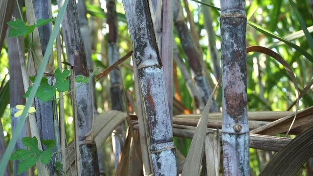 Sugarcane with a natural background. Indonesian call it tebu