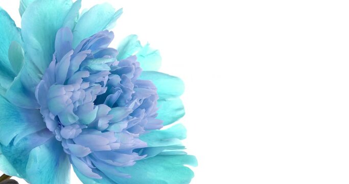 Amazing blue Peony flower opening on white background. Wedding backdrop, Valentine's Day, Mother's day, Womans Day concept. Holiday, Love, birthday backdrop with place for text