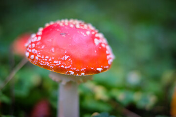 Amanita muscaria, commonly known as the red fly agaric. Toxic and hallucinogen mushroom Fly Agaric in moss on autumn forest background. Defocused