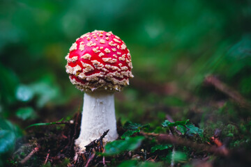 Amanita muscaria, commonly known as the red fly agaric. Toxic and hallucinogen mushroom Fly Agaric in moss on autumn forest background. Defocused