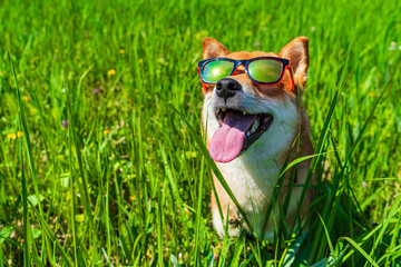 Happy shiba inu dog wearing sunglasses. Red-haired Japanese dog smile portrait.