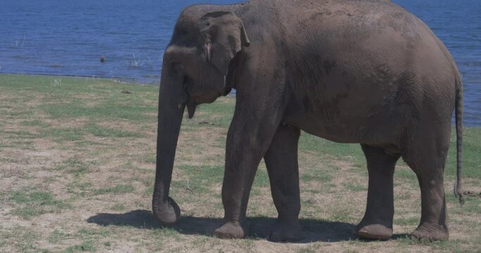 An elephants in a Udawalawe National Park of Sri Lanka