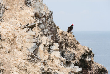 Turkey Vulture, Isla Foca, Piura, Perú.