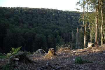 Forest Wald Sunset Abendsonne
