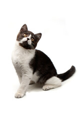 A funny spotted black and white kitten with a black nose sits and looks up, isolated on a white background.