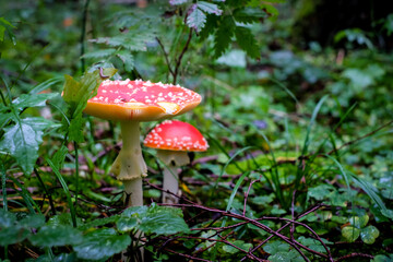 Amanita muscaria, commonly known as the red fly agaric. Toxic and hallucinogen mushroom Fly Agaric in moss on autumn forest background. Defocused
