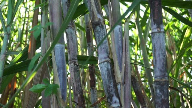 Sugarcane with a natural background. Indonesian call it tebu