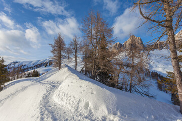 Fototapeta na wymiar Snowy path with larch trees, with a beautiful backdrop of Rocchette Ridge at sunset. San Vito di Cadore, Dolomites, Italy