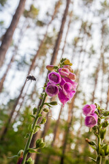 bumblebee close to blooming foxglove © Kay Wiegand