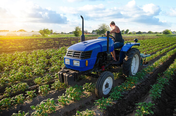 A farmer is cultivating a potato plantation. Young potatoes bushes. Farm machinery. Crop care, soil...