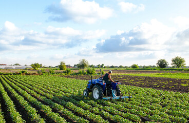Farmer on a tractor cultivates a potato plantation. Agroindustry and agribusiness. Farm machinery....