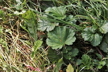 plants in the garden