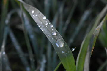 Leaf grass with water drops