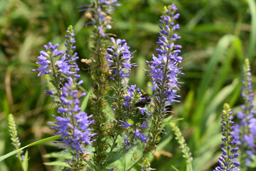 Close-up of the beautiful blue flowers of Veronica longleaf, Ulster Blue Dwarf, speedwelland and...