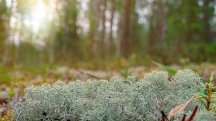 White moss, taiga zone. Vivid landscapes with moss, forest and wild flora in the forest in summer.