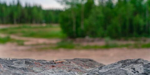 Scenic forest landscape with big stone with green grasses among thickets and trees. Vivid scenery with large boulder.