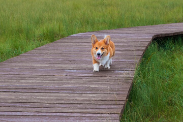 a young dog of breed Welsh Corgi Pembroke, a puppy, runs along a wooden path over the grass, on a summer day.