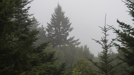 Obraz na płótnie Canvas Motionless Forest Trees Enveloped in the Silent Mountain Fog
