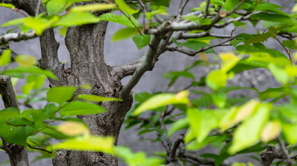 Privileged View Deep into the Hidden Bonsai Forest