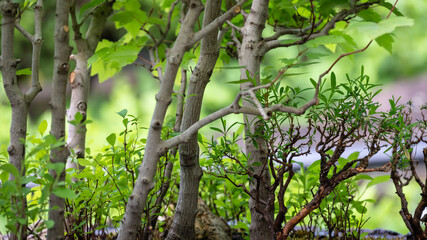 Privileged View Deep into the Hidden Bonsai Forest