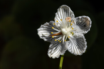 Close Look at the Petals of a Delicate White Bog Star