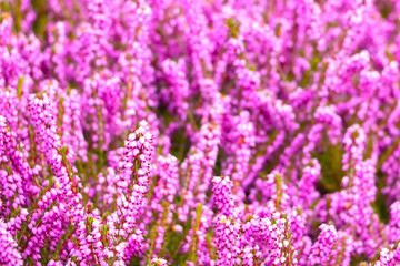 Pink perennial flowers bloom in the meadow. Background of nature.