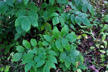 green leaves background