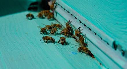 A lot of bees returning to bee hive and entering beehive with collected floral nectar and flower pollen. Swarm of bees collecting nectar from flowers. Healthy organic farm honey