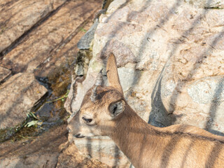 Nature reserve with birds living in the wild.