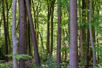 Composition of tree trunks in a forest
