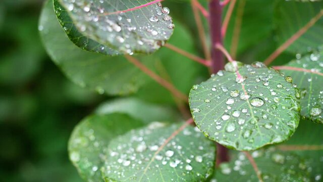 Raindrops on leaves of smoke bush, Cotinus