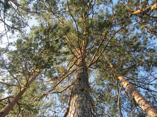 pines
