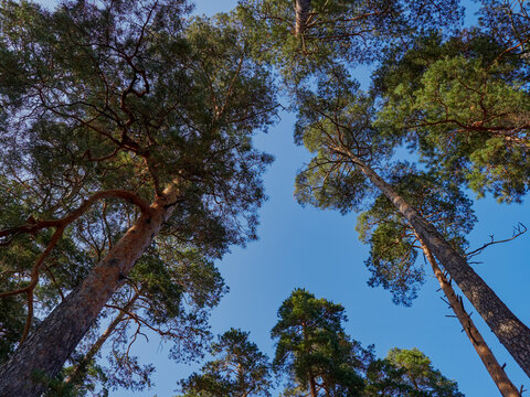 View up or bottom view of pine trees in forest in sunshine. Royalty high-quality free stock photo image scenic view of big and tall pine tree with sun light in the forest when looking up blue sky