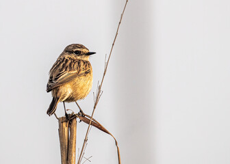 Whinchat Sitting on a branch