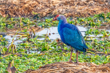 Purple Swamphen in a wetland