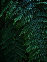 Dark fern leaf background