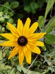 NatureBoy Blumen dieser Welt Zuhaus
