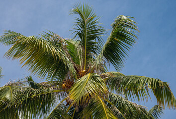 Fototapeta na wymiar Natural background. Tropical nature, palm leaves on a blue sky background.