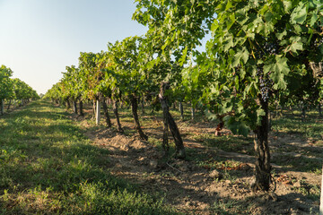 Fototapeta na wymiar Rows of grapevine in a vineyard.