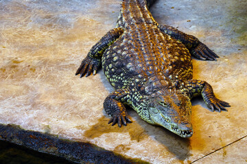 Top view of a large crocodile in an animal park.