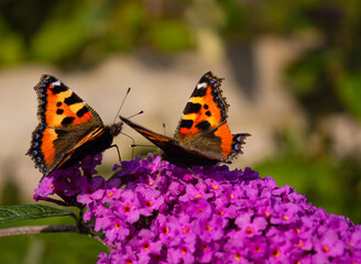 butterfly on flower