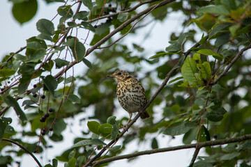 Young spotted thrush. sitting on the branches of a bird cherry surrounded by ripe cherry berries. Close-up.